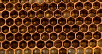 European honey bee (Apis mellifera) eggs in brood comb cells, captive.