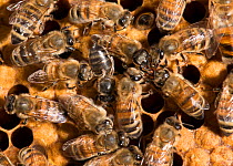 European honey bees (Apis mellifera) on comb with one with deformed wing virus (transmitted by Varroa destructor mites) and group of four participating in food exchange, captive.
