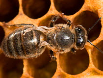 European honey bee (Apis mellifera) on comb, with deformed wing virus, transmitted by Varroa mites (Varroa destructor) captive.