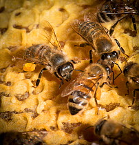 European honey bee (Apis mellifera) carrying pollen on legs, whilst others are building honey comb, captive.