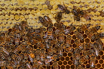 European honey bees (Apis mellifera) on honeycomb with capped honey, captive.