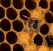 European honey bee (Apis mellifera) emerging from brood comb with proboscis extended, captive.