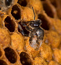 European honey bee (Apis mellifera) emerging from brood comb,  captive.