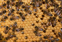 European honey bees (Apis mellifera) on capped honey comb cells