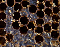 European honey bee (Apis mellifera) old honey comb