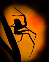 Black Widow (Latrodectus hesperus) spider walking silhouetted against light, captive.