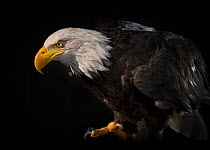 Bald Eagle, (Haliaeetus leucocephalus) portrait, captive.