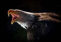 Bald Eagle (Haliaeetus leucocephalus) calling portrait, captive.