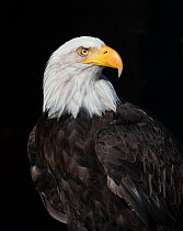 Bald Eagle (Haliaeetus leucocephalus) portrait, captive.