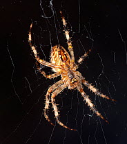 European Garden Spider, (Araneus diadematus) on web, captive.