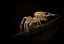 European Garden Spider (Araneus diadematus), eating fly, captive.