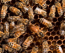 European honey bee (Apis mellifera) queen laying eggs