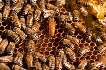 European honey bee (Apis mellifera) queen laying eggs