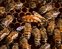 European honey bee (Apis mellifera) queen laying eggs, surrounded by workers who lick her to take up her odour which is spread throughout the colony, captive.