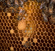 European honey bee (Apis mellifera) attending to queen cells, captive.