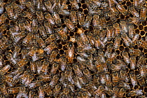 European honey bees (Apis mellifera) tending the queen, one licking her to take up her odour, which will spread through the colony via food exchange, such as in the bottom right corner of the image. A...
