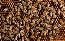 European honey bees (Apis mellifera) tending the queen, with one feeding her