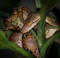 Reticulated Python (Malayopython reticulatus) captive, native to South East Asia.