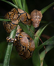 Reticulated Python (Malayopython reticulatus) looking at camera, captive, native to South East Asia.