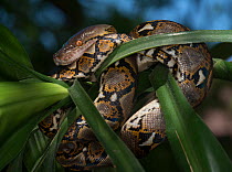 Reticulated Python (Malayopython reticulatus) captive, native to South East Asia.