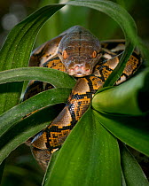 Reticulated Python (Malayopython reticulatus) captive, occurs in South East Asia.