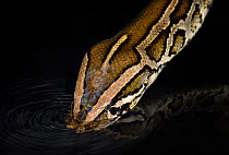 Burmese Python (Python bivittatus) drinking, captive