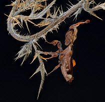 Ghost Mantis (Phyllocrania paradoxa) female, captive, occurs in Africa.
