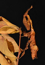 Ghost Mantis (Phyllocrania paradoxa) female captive, native to Africa.