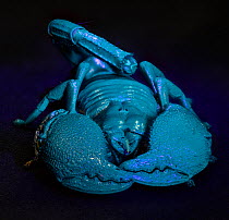 Emperor scorpion (Pandinus imperator) glowing blue under UV light, captive