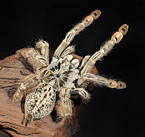 Ornamental Baboon (Heteroscodra maculata) captive, native to West Africa.