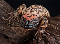 Gila Monster (Heloderma suspectum) captive, native to southwestern USA and Sonora, Mexico.