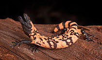 Gila Monster (Heloderma suspectum) with mouth open, captive, native to southwestern USA and Sonora, Mexico.