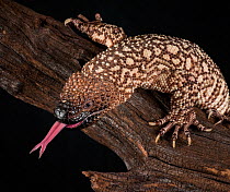 Mexican Beaded Lizard (Heloderma horridum) sensing with tongue, captive, native to Mexico and Guatemala.