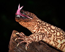 Mexican Beaded Lizard (Heloderma horridum) sensing with tongue, captive, native to Mexico and Guatemala.