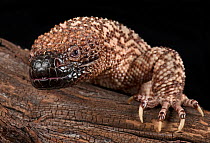 Mexican Beaded Lizard (Heloderma horridum) captive, native to Mexico and Guatemala.