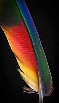 Yellow Naped Amazon Parrot (Amazona auropalliata) wing feather against black background.