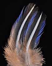 Vulturine Guineafowl (Acryllium vulturinum) hackle feather against black background.