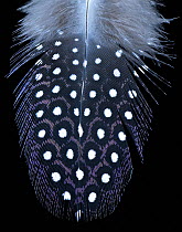 Vulturine Guineafowl (Acryllium vulturinum) body feather against black background.