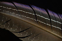Vulturine Guieafowl (Acryllium vulturinum) wing feather  against black background.