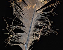 Temminck's tragopan (Tragopan temminckii) pheasant feather against black background.