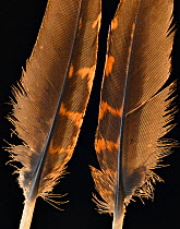 Temminck's tragopan (Tragopan temminckii) pheasnt feathers against black background.