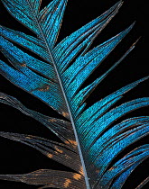 Mountain peacock-pheasant (Polyplectron inopinatum) feather against black background.