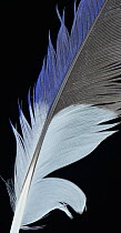 Eastern Rosella (Platycercus eximius) wing feather against black background.