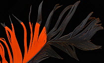 Red-tailed black cockatoo (Calyptorhynchus banksii) tail feather against black background.