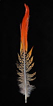 Chinese Golden Pheasant (Chrysolophus pictus) tail feather against black background.