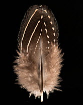 Vulturine Guineafowl (Acryllium vulturinum) feather against black background.