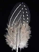Vulturine Guineafowl (Acryllium vulturinum) feather against black background.