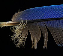 Blue-and-yellow Macaw (Ara ararauna) feather against black background.