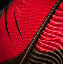 Guinea Turaco (Tauraco persa) wing feather against black background.