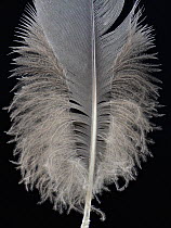 Grey crowned crane (Balearica regulorum) feather against black background.